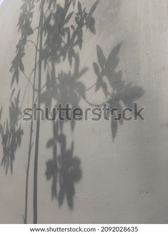 Senggani Plant Shadow Background Abstract
