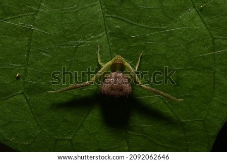 close up photo of a small spider on green leaves