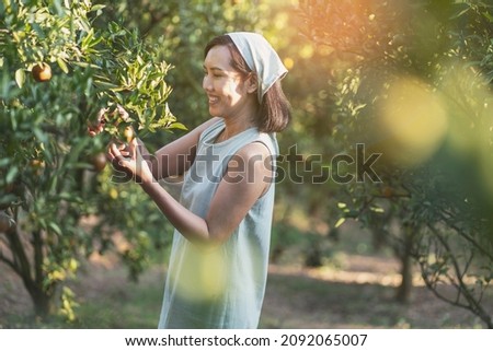 Asian woman who owns an orange orchard holds a basket and scissors and  pick oranges in the organic orange orchard. Business owner concept