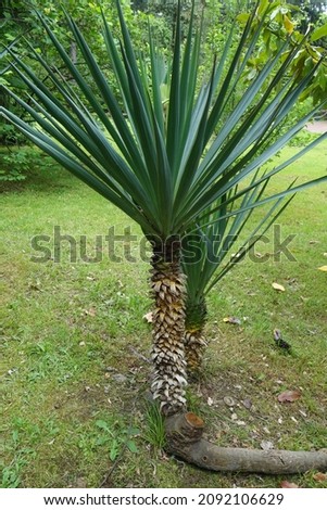 Palm tree on a background of green grass