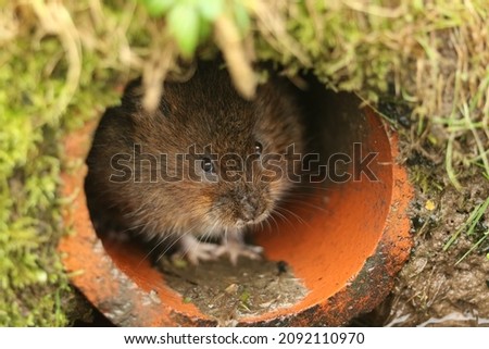 A Water Vole, Arvicola amphibius, in a pipe at the edge of water. Royalty-Free Stock Photo #2092110970