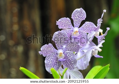 Picture of orchid flower in a garden