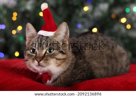 Little cat in a red hat of Santa Claus sitting on the background of the Christmas tree. Kitten close up on a red pillow. Christmas lights. Happy New Year. Cute cat with green eyes. Tabby. Winter. 2022