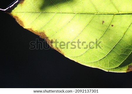 leaf green background, a closeup green leaf on black background