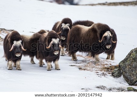Musk ox walk and feed between the moss-covered rocks in Dovrefjell, Norway Royalty-Free Stock Photo #2092147942