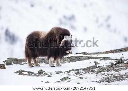 Musk ox walk and feed between the moss-covered rocks in Dovrefjell, Norway Royalty-Free Stock Photo #2092147951
