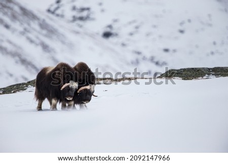 Musk ox walk and feed between the moss-covered rocks in Dovrefjell, Norway Royalty-Free Stock Photo #2092147966
