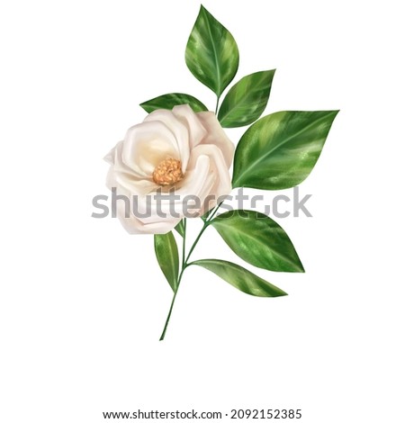 Beautiful single white rose and green leaves isolated