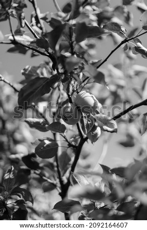 apple in the wind apple trees, summer background soft focus, black and white soft frame