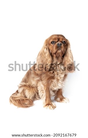 Portrait of ruby cavalier spaniel isolated on white background