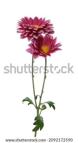 Chrysanthemum plant with beautiful flowers isolated on white