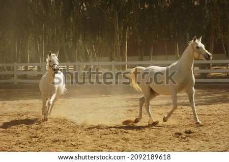 White horses show off their beauty and grace inside the farm amidst the golden sands