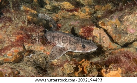 A catshark (Scyliorhinus canicula) on a reef in Cornwall Royalty-Free Stock Photo #2092194493