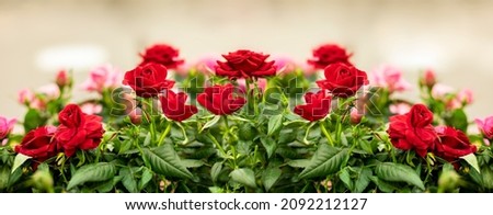 Flower red rose blossom, panoramic banner header background. Scarlet rose large poster for design