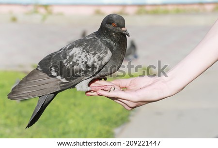 dove sitting on hand and eating seeds