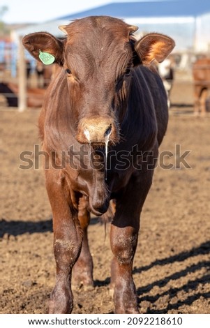 Feedlot cow with Bovine Respiratory Disease. Nasal discharge is visible in the picture. Royalty-Free Stock Photo #2092218610