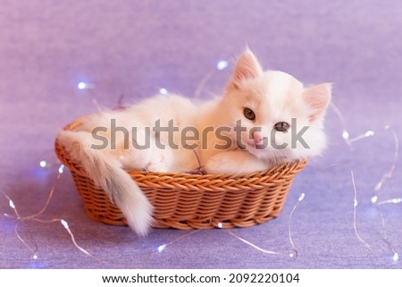 cute fluffy white kitten lies in a basket with Christmas decorations on a color background veri peri 2022. High quality photo