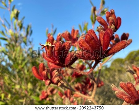 Deep red kangaroo paw flowers aka Anigozanthos in Western Australia outback and coastline