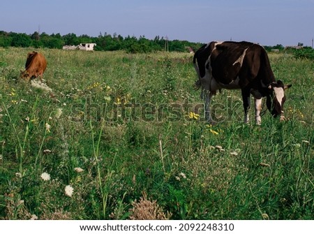 An adult cow grazes in the field. Farming.