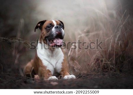 Amazing Boxer Dog Picture in forest