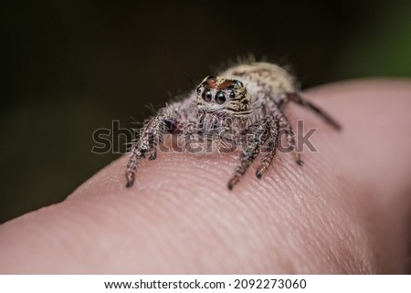 Close up of Hyllus Diardi Jumping Spider on finger, Selective focus.