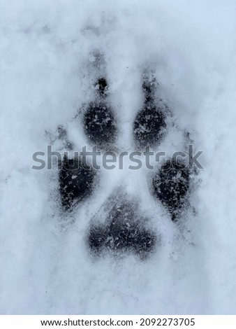 The trail (paw print) of a wolf in the snow. Close-up top view. Vertical photo