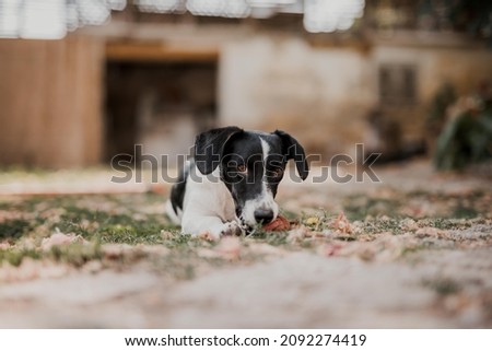 dog lying down in grass looking into camera