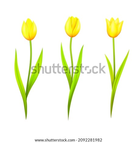 Set of yellow tulips, isolated flowers on white background