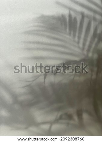 Aesthetic tropical palm leaves sunlight shadows on grey wall. Copy space
