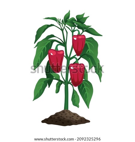 Farming organic vegetables composition with image of plant with leaves and chili peppers vector illustration