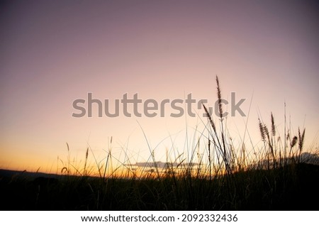 Silhouette of grass flower on twilight sky background