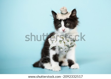 small funny  farner black and white kitten on blue background play with straw, wheat, watering can