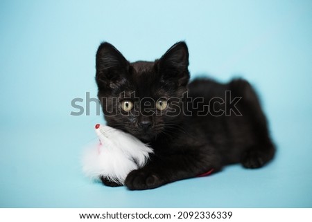 small funny black kitten playing in blue background