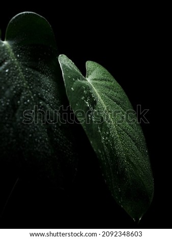 Plant of monstera deliciosa, studio shot, black background