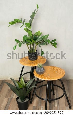 Beautiful home plant zamiokulkas with frame mockup. High quality photo