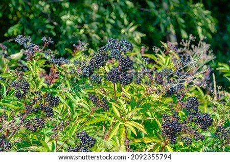Overgrown with ripe black elderberries in  woods. Early autumn time. Wild nature.