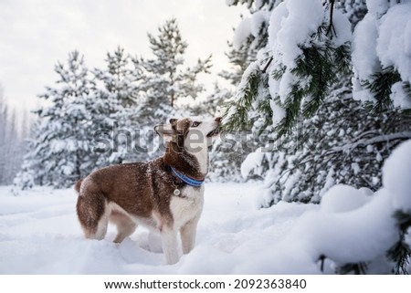 husky dog in winter snow Royalty-Free Stock Photo #2092363840