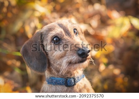 the dog is playing in park in autumn