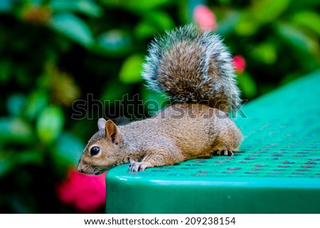 Squirrel on a table 