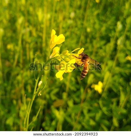 bee pollinates garden flowers. Flying honey bee collecting pollen at yellow flower. Bee flying over the yellow flower in blur background. mustard flower. Rapeseed flower. Rapeseed. Pollination. 