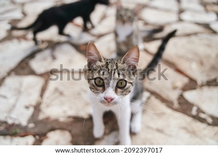 Street cats begging ride on the streets of Corfu in Greece. High quality photo
