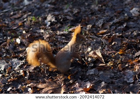 red squirrel in the morning in the park. Red squirrel in the park. Park in the town. 