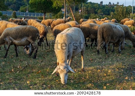 Picture of white lamb grazing with the flock in the background. Funny sheeps in the countryside