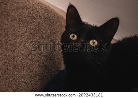 Black cat hiding on the stairs