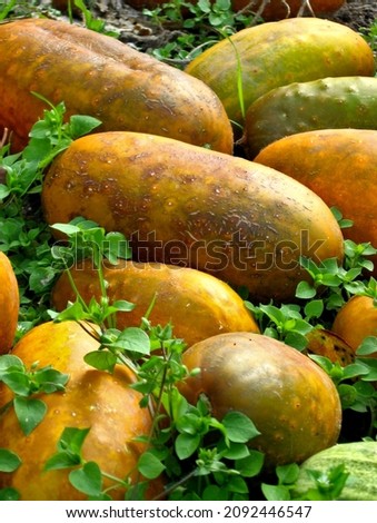 Ripe large garden cucumbers are characterized by orange, yellow or still green skin; they lie broken on the ground among the weeds