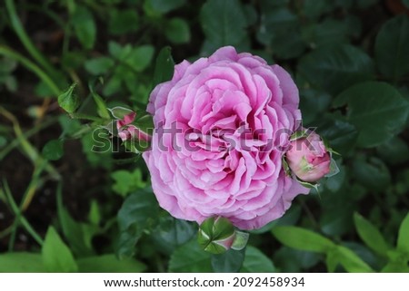 Lilac and pink color Floribunda Rose Claire Marshall flowers in a garden in June 2021. Idea for postcards, greetings, invitations, posters, wedding and Birthday decoration, background 