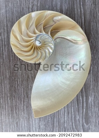 nautilus shell symmetry Fibonacci half cross section spiral golden ratio structure growth close up ( pompilius nautilus ) stock, photo