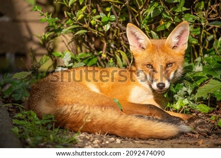 fox in garden lying down and looking at camera