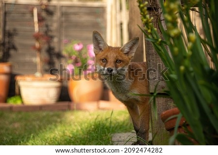 Wild Fox in garden looking at the camera