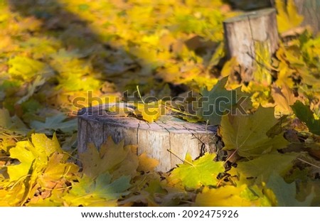 Golden autumn. View of the golden fallen leaves in the forest